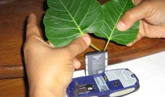 Picture Can You Really Charge Your Mobile Battery From Sacred Fig Leaves ?