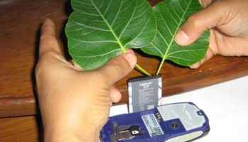 Picture Can You Really Charge Your Mobile Battery From Sacred Fig Leaves ?