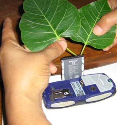 Picture Can You Really Charge Your Mobile Battery From Sacred Fig Leaves ?