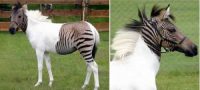 Picture 10 Most Unbelievable Hybrid Animals.