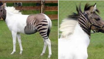 Picture 10 Most Unbelievable Hybrid Animals.
