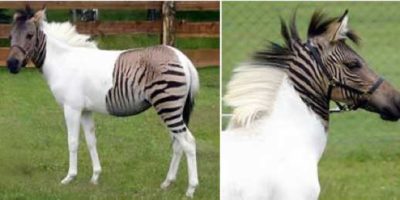 Picture 10 Most Unbelievable Hybrid Animals.