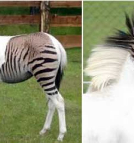Picture 10 Most Unbelievable Hybrid Animals.