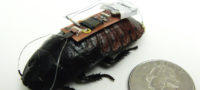 Picture Now Cockroaches Can Be Controlled By Remote, New Scientific Discovery.