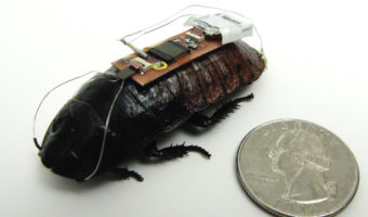 Picture Now Cockroaches Can Be Controlled By Remote, New Scientific Discovery.