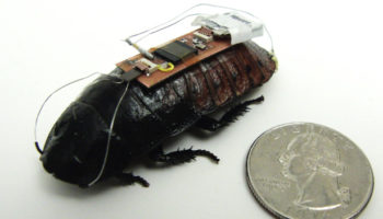 Picture Now Cockroaches Can Be Controlled By Remote, New Scientific Discovery.