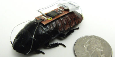Picture Now Cockroaches Can Be Controlled By Remote, New Scientific Discovery.