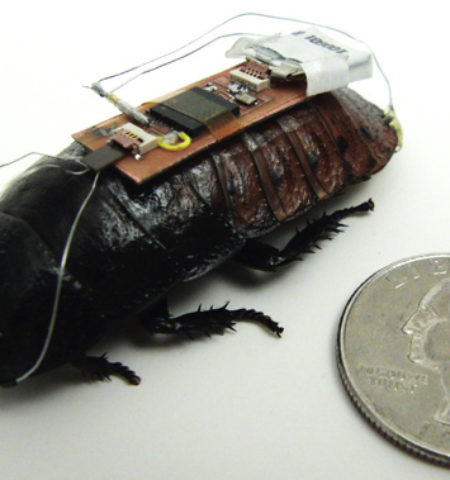 Picture Now Cockroaches Can Be Controlled By Remote, New Scientific Discovery.