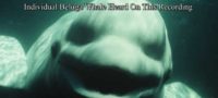 Picture NOC The White Beluga Whale Amazed Scientists By Talking Like A Human.