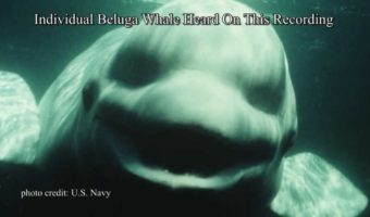 Picture NOC The White Beluga Whale Amazed Scientists By Talking Like A Human.