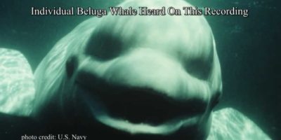 Picture NOC The White Beluga Whale Amazed Scientists By Talking Like A Human.