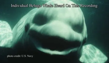 Picture NOC The White Beluga Whale Amazed Scientists By Talking Like A Human.