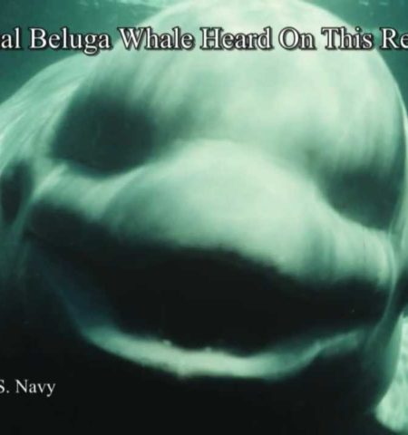 Picture NOC The White Beluga Whale Amazed Scientists By Talking Like A Human.