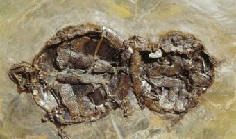 Picture Turtles Fossilized in the Act of Love-Making.