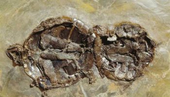 Picture Turtles Fossilized in the Act of Love-Making.
