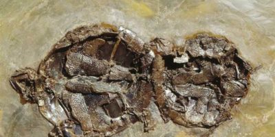 Picture Turtles Fossilized in the Act of Love-Making.