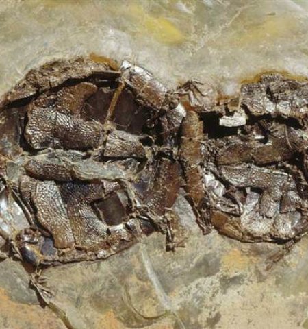 Picture Turtles Fossilized in the Act of Love-Making.