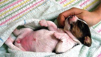 Picture Scientists Cloned Pups That Glow In The Dark.