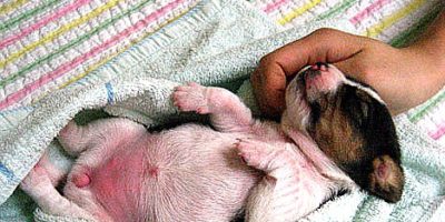 Picture Scientists Cloned Pups That Glow In The Dark.