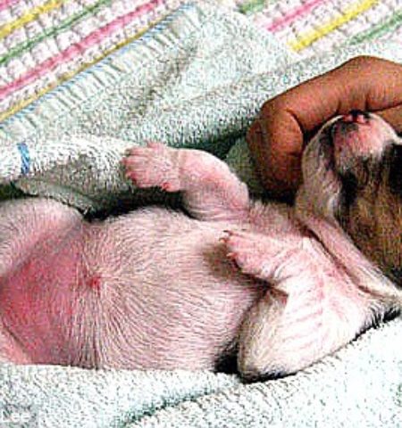 Picture Scientists Cloned Pups That Glow In The Dark.