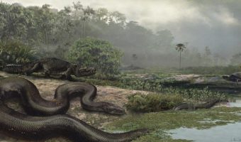 Picture Titanoboa – Largest Snake Ever Lived On The Earth