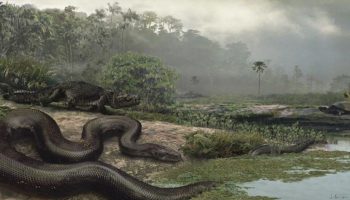 Picture Titanoboa – Largest Snake Ever Lived On The Earth