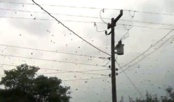 Picture SPIDERS Falling From The Sky!! This Amazing Sight Will Make Your Skin CRAWL