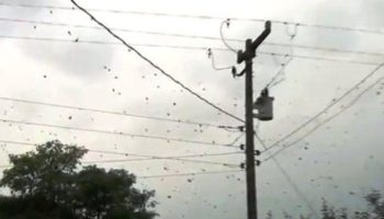 Picture SPIDERS Falling From The Sky!! This Amazing Sight Will Make Your Skin CRAWL