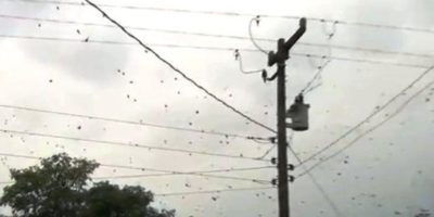 Picture SPIDERS Falling From The Sky!! This Amazing Sight Will Make Your Skin CRAWL