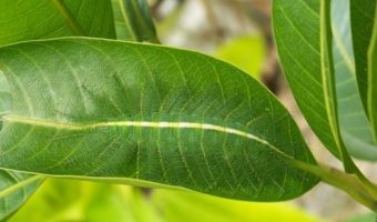 Picture 10 Extraordinary Camouflaged Animals