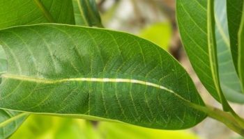 Picture 10 Extraordinary Camouflaged Animals