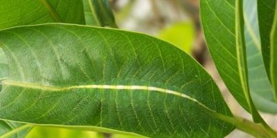 Picture 10 Extraordinary Camouflaged Animals