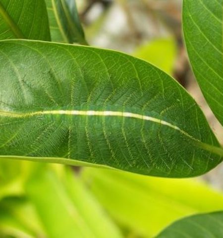 Picture 10 Extraordinary Camouflaged Animals