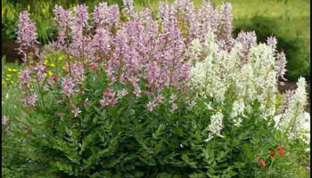 Picture “Burning Bush” which emits a flammable, oily substance which can be lit on fire.