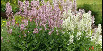 Picture “Burning Bush” which emits a flammable, oily substance which can be lit on fire.