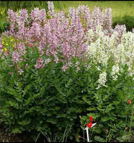 Picture “Burning Bush” which emits a flammable, oily substance which can be lit on fire.