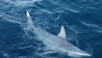 Picture Mysterious Hybrid Shark Discovered in Australia!! Will it Threaten the Shark World?