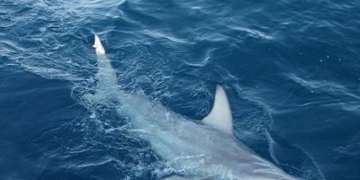 Picture Mysterious Hybrid Shark Discovered in Australia!! Will it Threaten the Shark World?