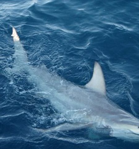 Picture Mysterious Hybrid Shark Discovered in Australia!! Will it Threaten the Shark World?