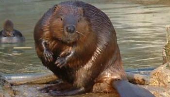 Picture 6 Scary Food Ingredients We have Everyday!