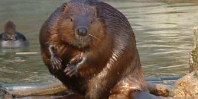 Picture 6 Scary Food Ingredients We have Everyday!