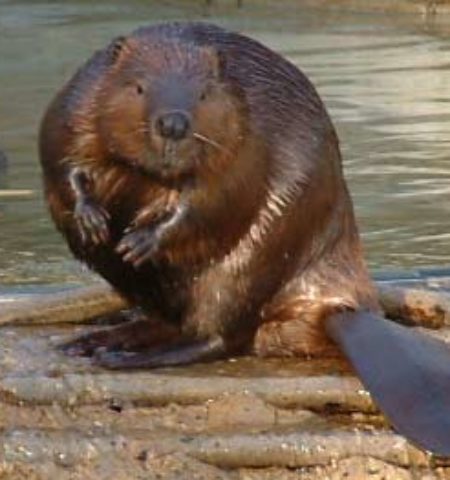 Picture 6 Scary Food Ingredients We have Everyday!