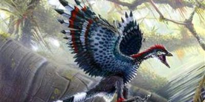 Picture Birds or Baby Dinosaurs?