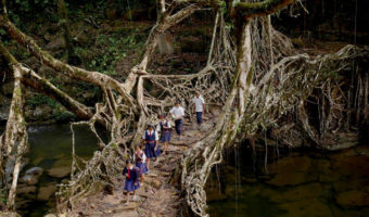 Picture Nature’s Marvel: Living Root bridges of Cherrapunji.