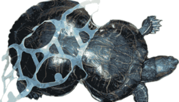 Picture The Story Of Amazing Peanut-A Turtle Who Was Deformed By our Litter.