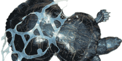 Picture The Story Of Amazing Peanut-A Turtle Who Was Deformed By our Litter.