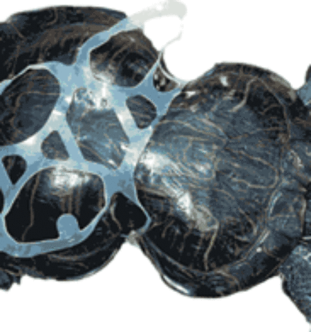 Picture The Story Of Amazing Peanut-A Turtle Who Was Deformed By our Litter.