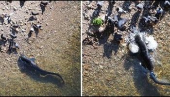 Picture Catfish Hunt Pigeons In France (Video).