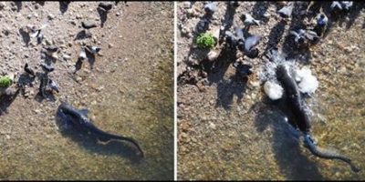 Picture Catfish Hunt Pigeons In France (Video).
