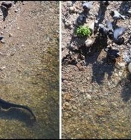 Picture Catfish Hunt Pigeons In France (Video).